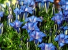 Gentiana Berrybank Sky